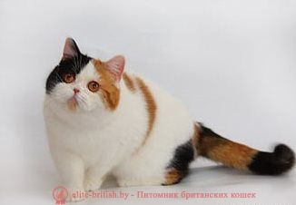 Настоящие элитные британцы.
