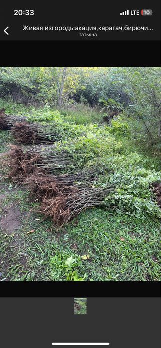 Саженцы береза кустаринки