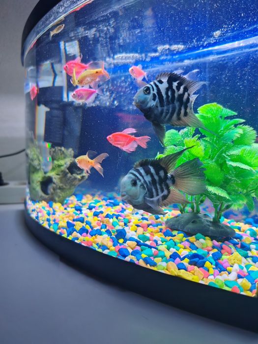 Продам Аквариум 45 литр с рыбами