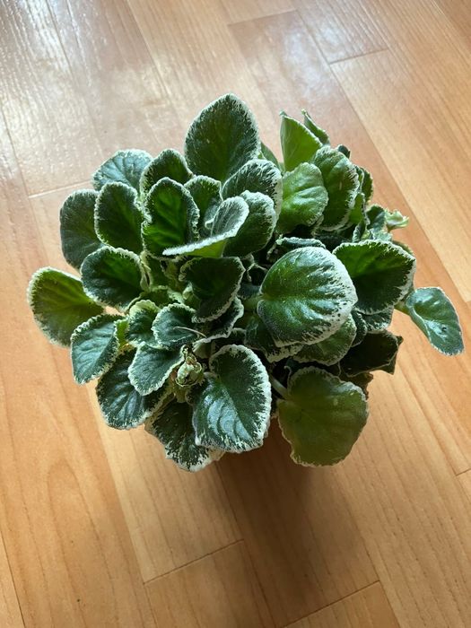 Фиалка фиолетовая