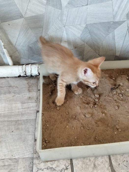 Котята бесплатно