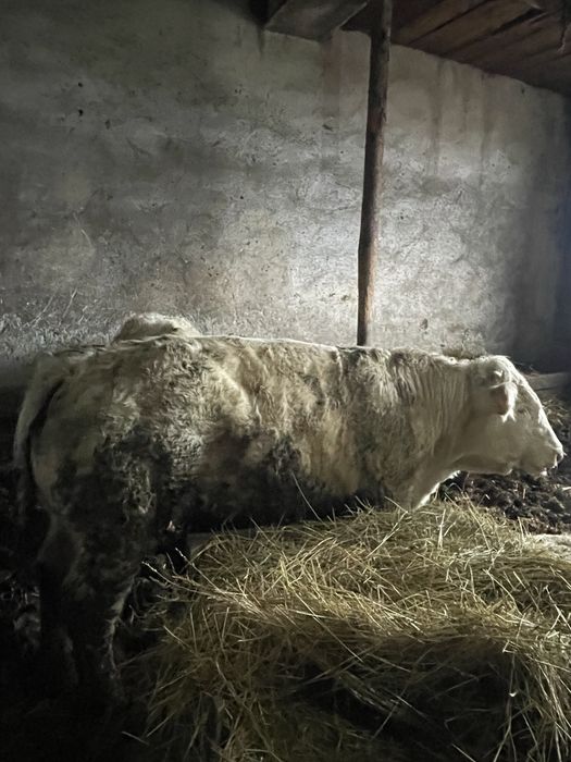 Vitei belgieni, baltati , angus