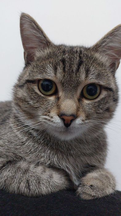 Отдадим хорошего кота