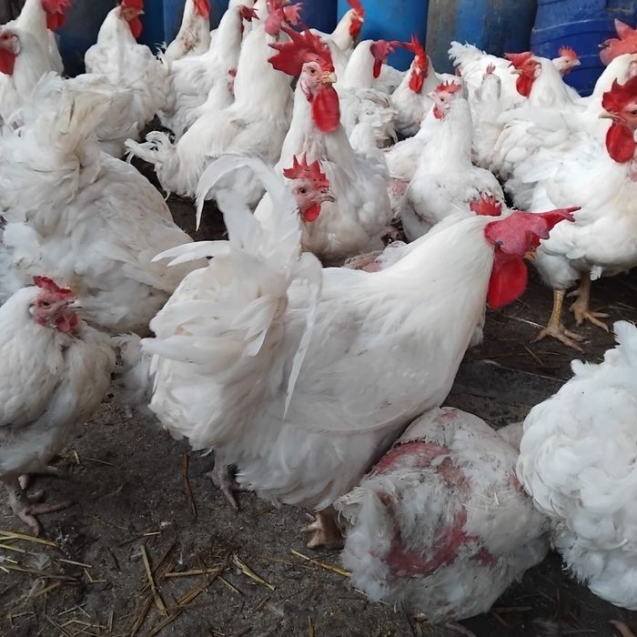 Cocoși albi de vanzare