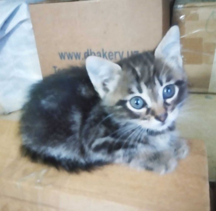 Котята в добрые руки. Смотрите фото