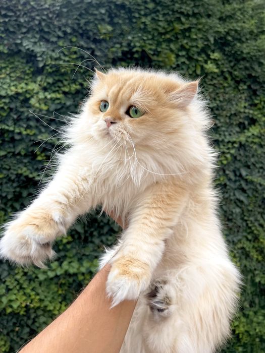 ВЯЗКА Кот Привозной Золотая Шиншилла Британская