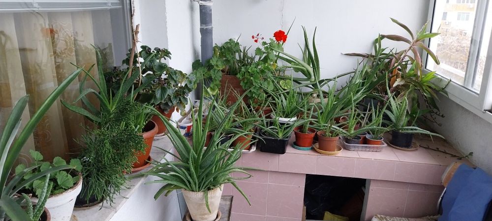 Растение - лечебно био Алое вера / Aloe vera bio plant