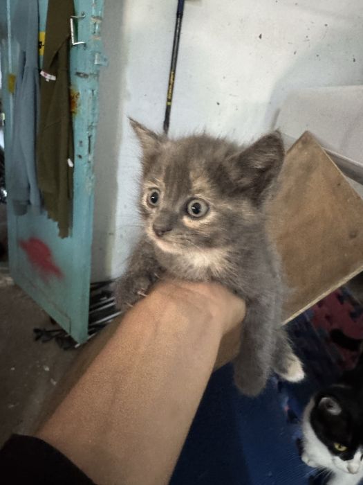 Отдам котят в добрые руку
