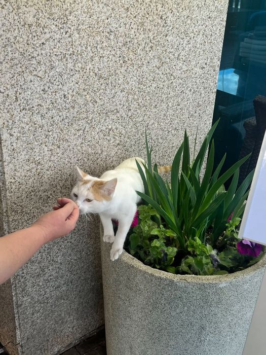 Котенок ищет дом