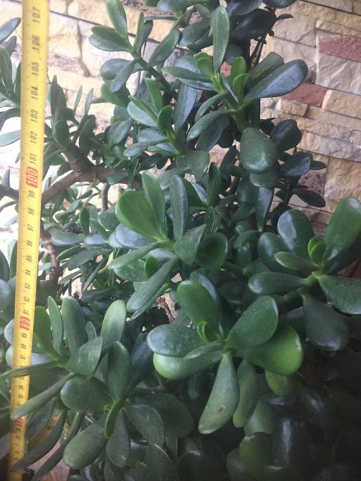 Дьрвото на живота