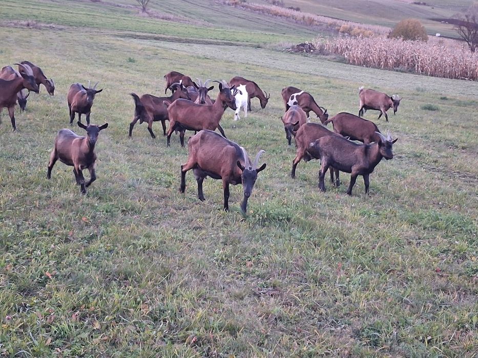 Capre tinere de vânzare