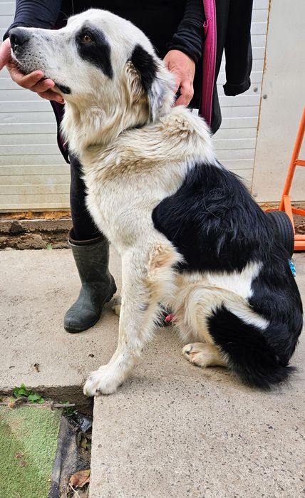 Бруно търси своя дом!