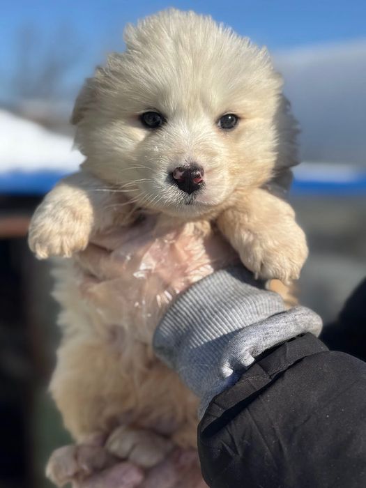 щенок девочка пушистик