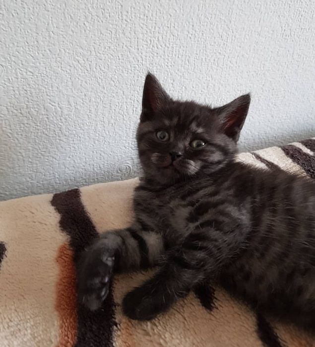 Котята в орасе вискас, мальчики и девочки