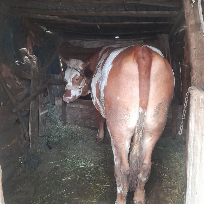 Vand doi tauri unul de un an si 8 luni si unul de doua luni