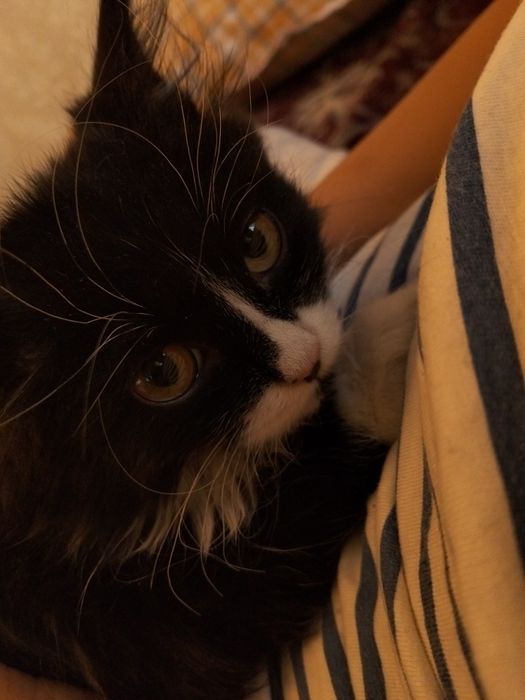 Отдадим кота в добрые руки