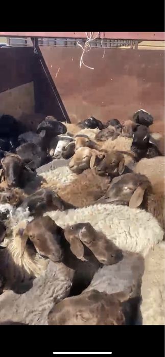 Продаются бараны кошкары