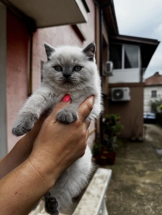 Британска котка от баща Европейски Шампион