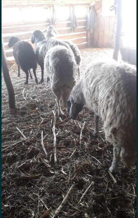 Vand Oi Karacul URGENT!!