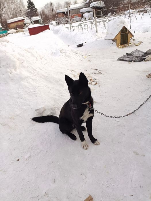 Отдам  щенка  метис овчарки