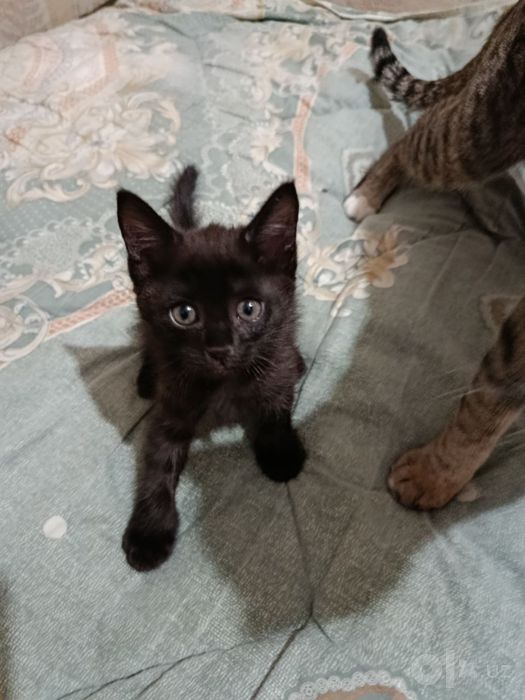 Отдам котенка в ХОРОШИЕ руки!