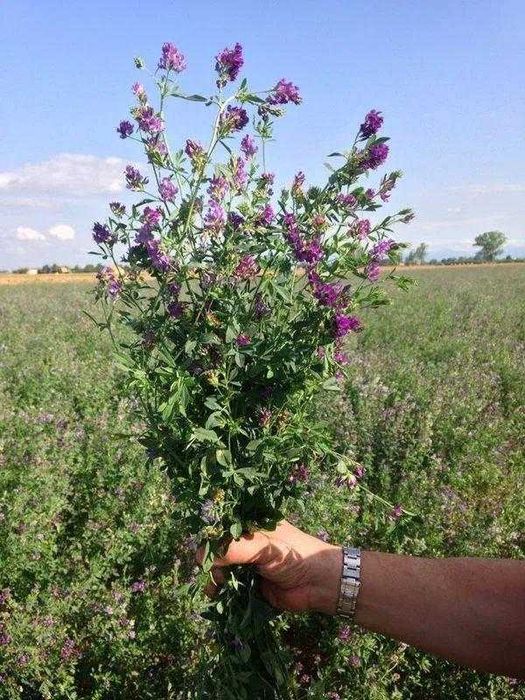 Магниченные семена люцерны – высшая чистота и эффективность