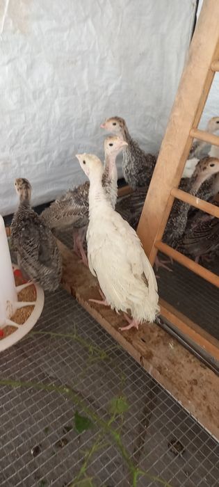 Индюшата продам срочно