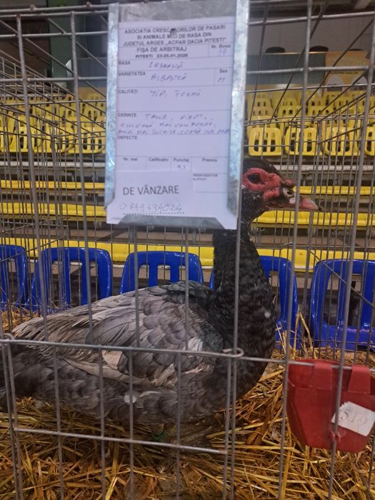 vând rățoi lesesc albastru