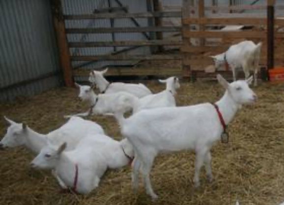 Занен таза қанды буаз шібіштер сатылады үшемнің сынарылары