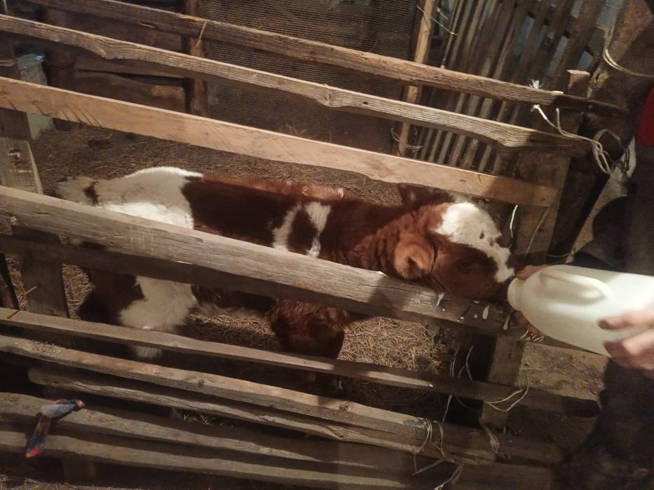 Продам продам теленка