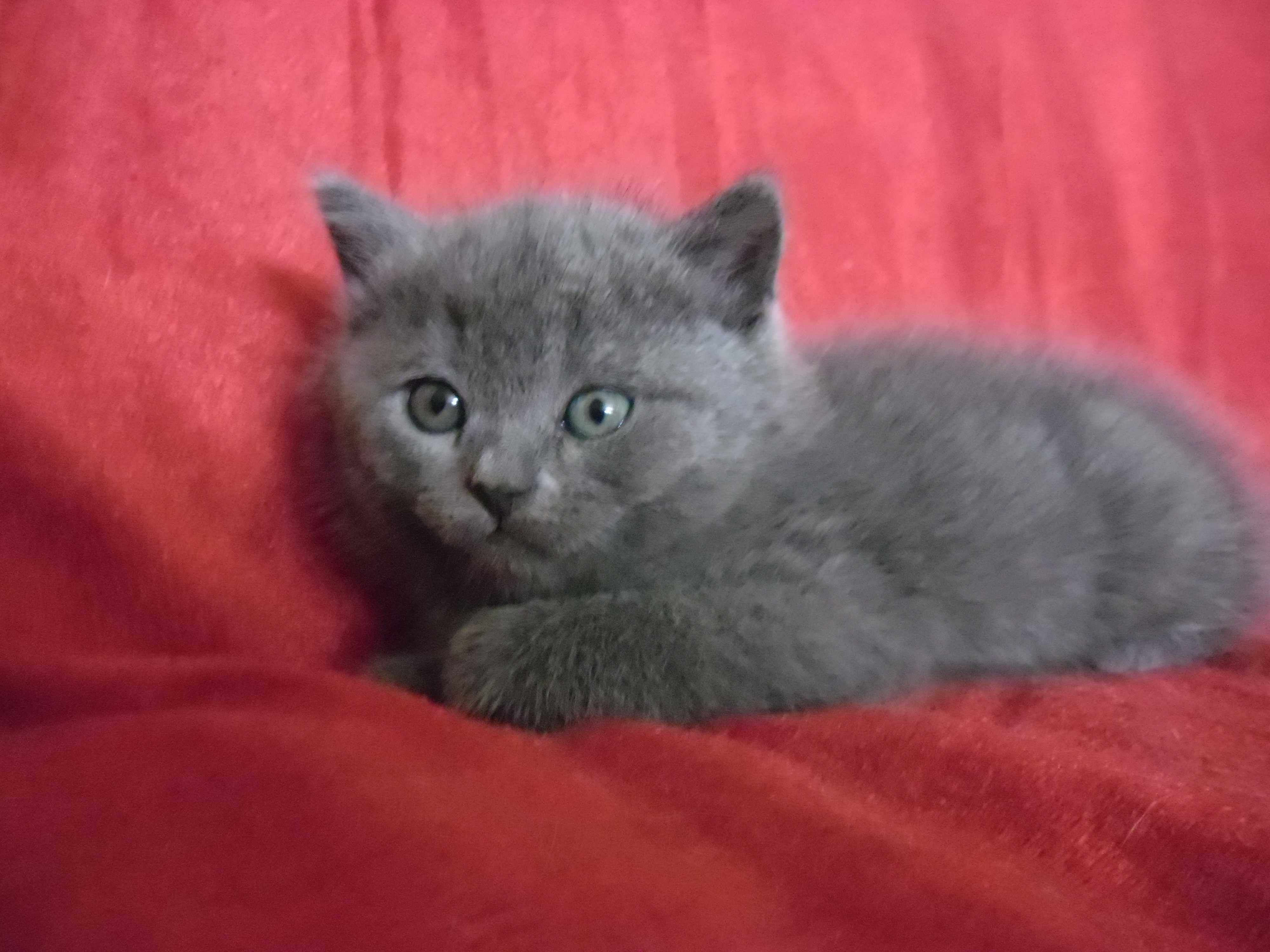 Котята британцы фото 1 месяц