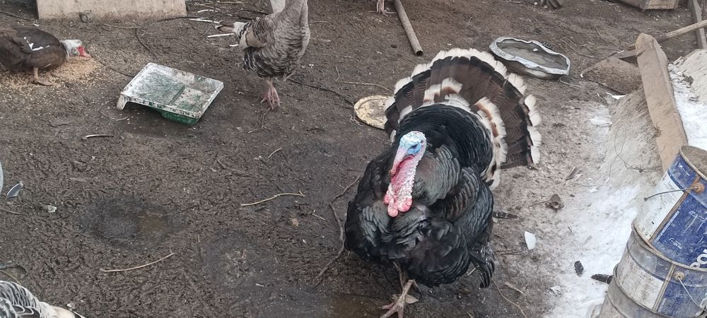 Срочно продам индюки продам срочно продам званите любое время продам п