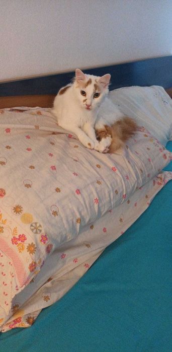 Ofer spre adopție pisica