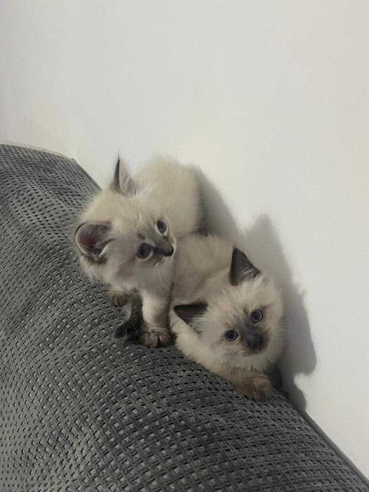 Котята. Отдам в добрые руки.