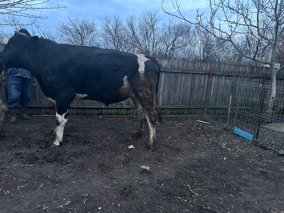 Taure vârstă 1 an și 8 luni