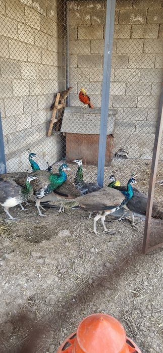 Продам индийских павлинов