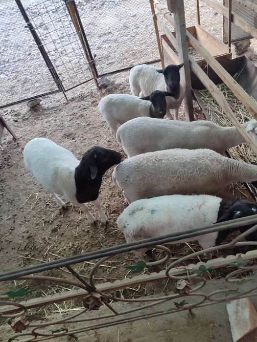 Дорпер куйлари сотилади