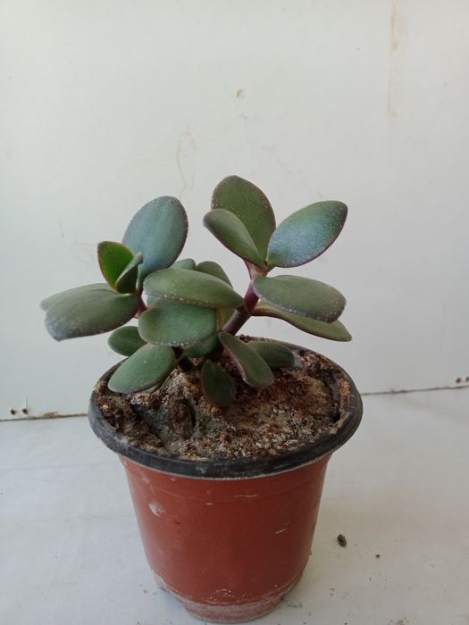 Денежное дерево, хороший подарок.