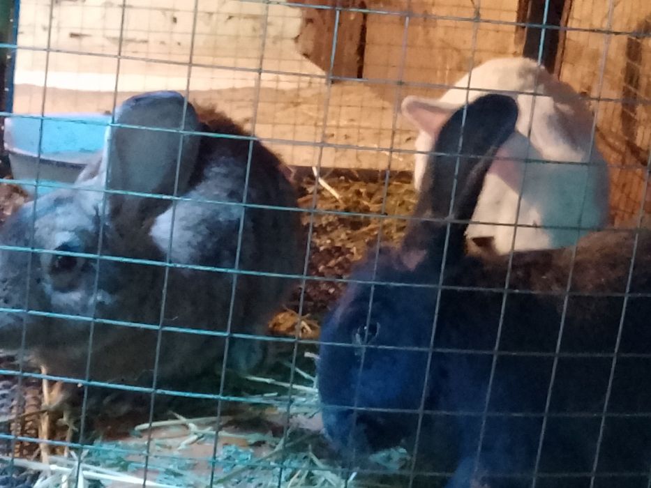 Продажа кроликов