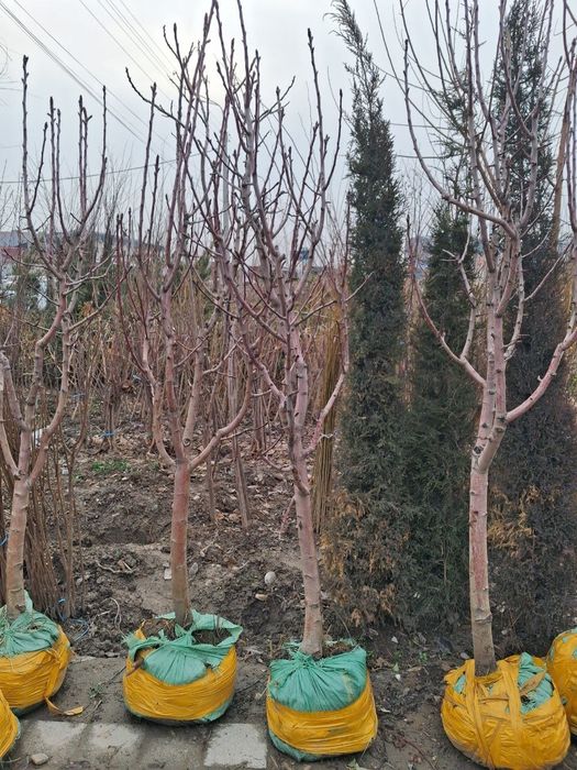 Посадка крупномеров деревьев и саженец