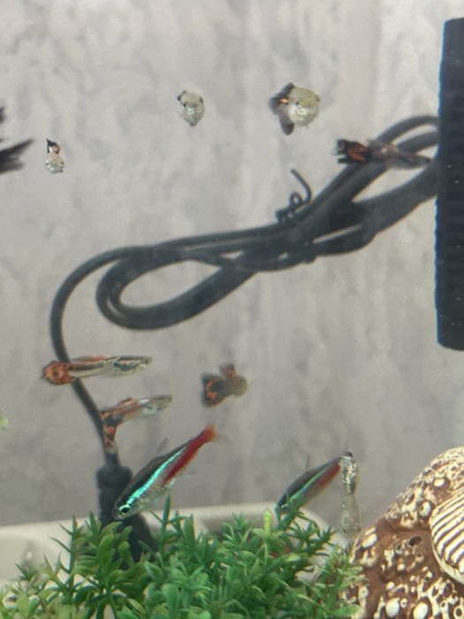 Продам рыбок гуппи и неоны