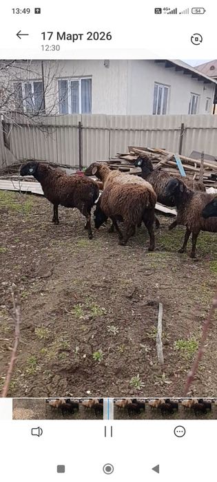 Гиссар матки котные