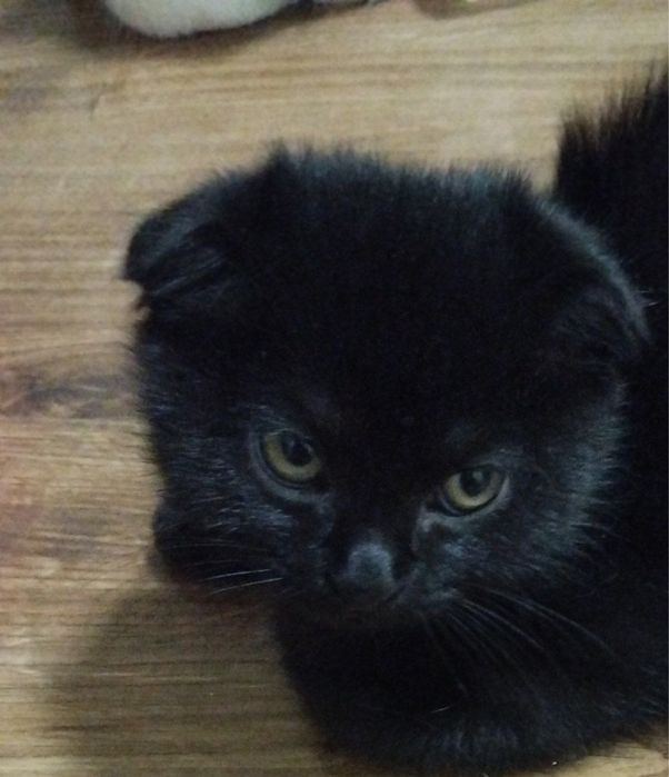 Мажор ищет дом и семью!