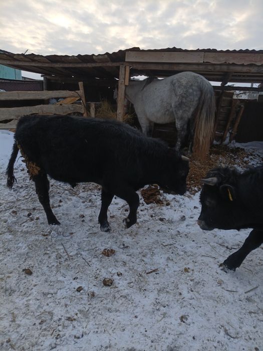 Продам быков с откорма