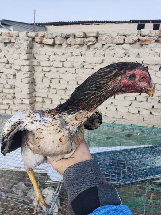 Корея микс турк. Ноябрда чиккан.