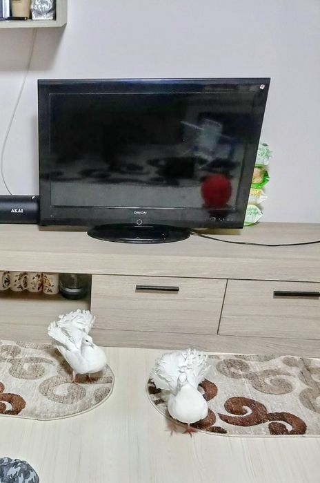 Porumbei pawa , ornament!