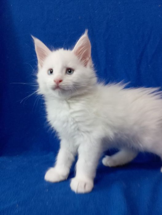 Котята породы Мейн Кун