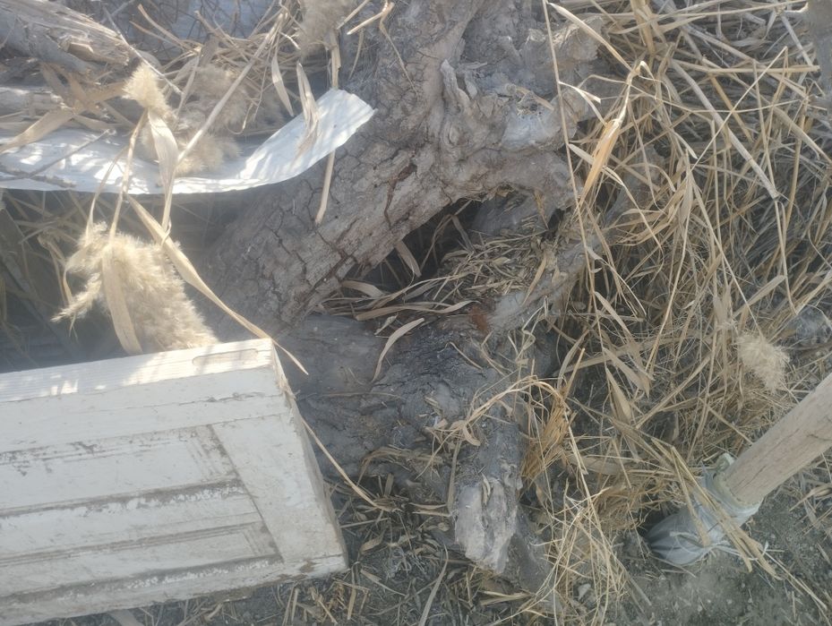 Salomalekum utin lar sotiladi