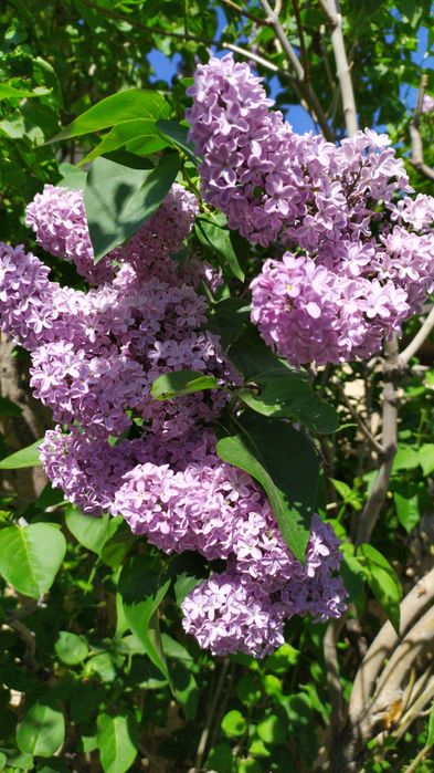 Продаються ветки Сирени