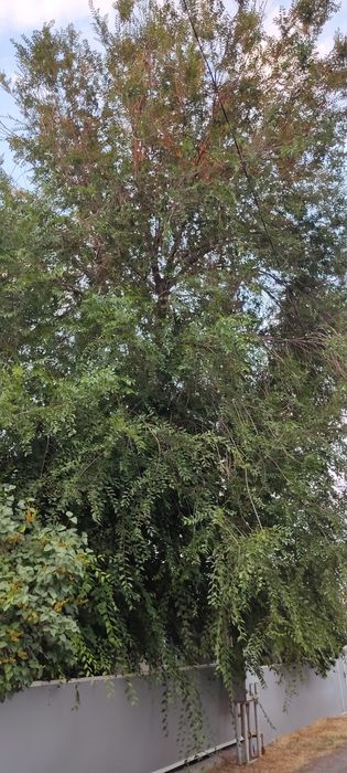 Отдам карагач на дрова